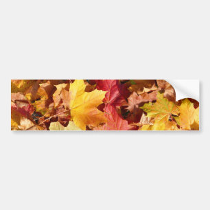 Autumn leaves - Stunning! Bumper Sticker