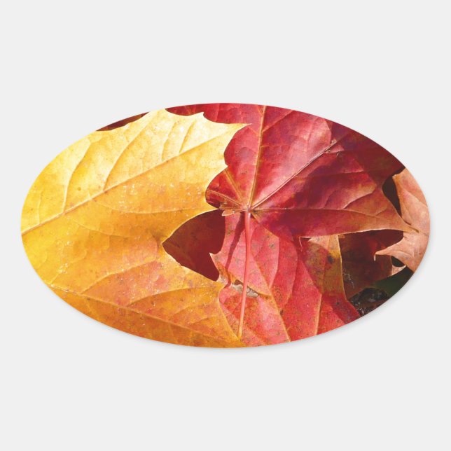 Autumn leaves - Stunning! Oval Sticker (Front)