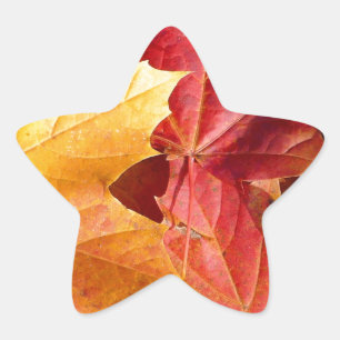 Autumn leaves - Stunning! Star Sticker