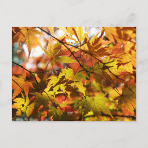 Autumn Leaves: Tokyo Postcard