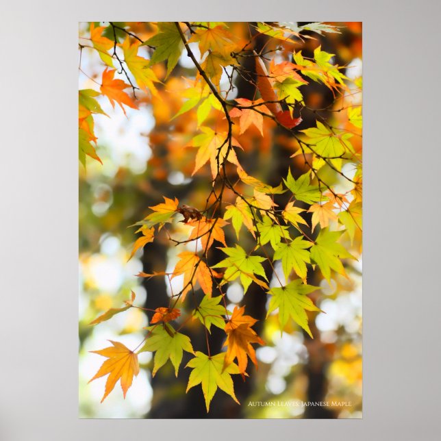 Autumn Leaves [Value Poster Paper] (Front)