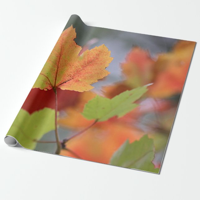 Autumn leaves wrapping paper (Unrolled)