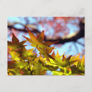 Autumn Light Postcard