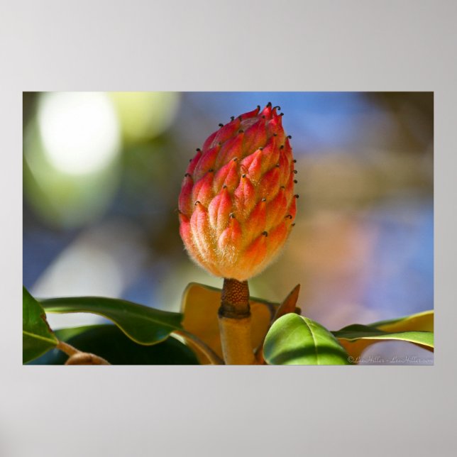 Autumn Magnolia Seed Pod Poster (Front)