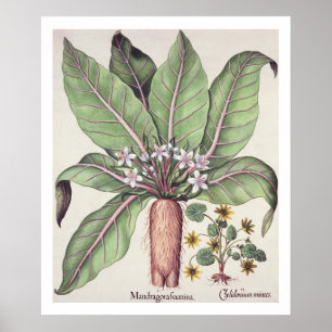 Autumn Mandrake, from the 'Hortus Eystettensis' by Poster