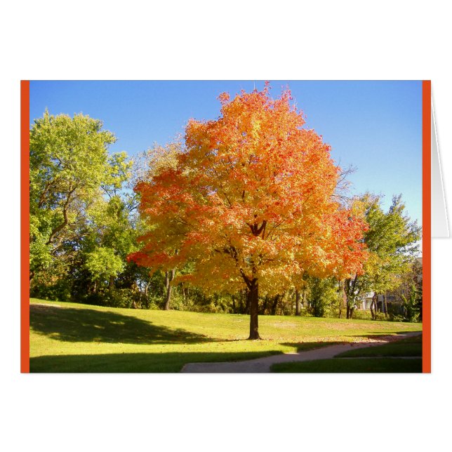 Autumn Maple. (Front Horizontal)