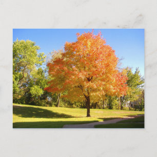 Autumn Maple 2004 Photo / Mark Edward Westerfield Postcard