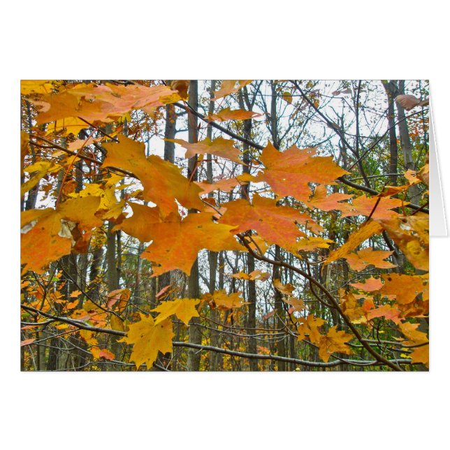 Autumn Maple Foliage (Front Horizontal)