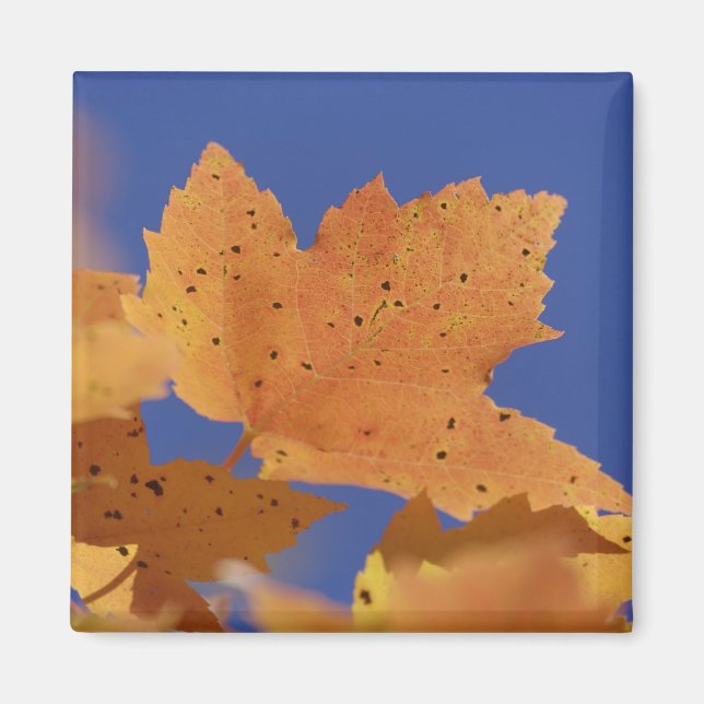 Autumn maple leaf and blue sky, White Magnet (Front)