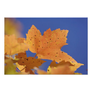 Autumn maple leaf and blue sky, White Photo Print
