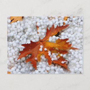 Autumn Maple Leaf in Real Hail - Dramatic Weather  Postcard