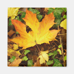 Autumn Maple Leaf Magnet