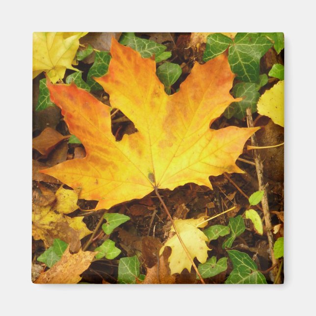 Autumn Maple Leaf Magnet (Front)