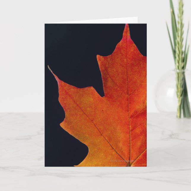 Autumn Maple leaf on black background Card (Front)