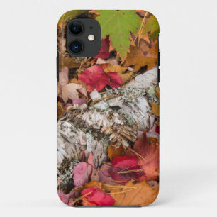 Autumn Maple Leaves Cover Birch Bark On Forest