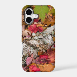 Autumn Maple Leaves Cover Birch Bark On Forest
