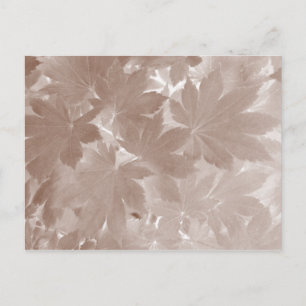 Autumn Maple Leaves Postcard