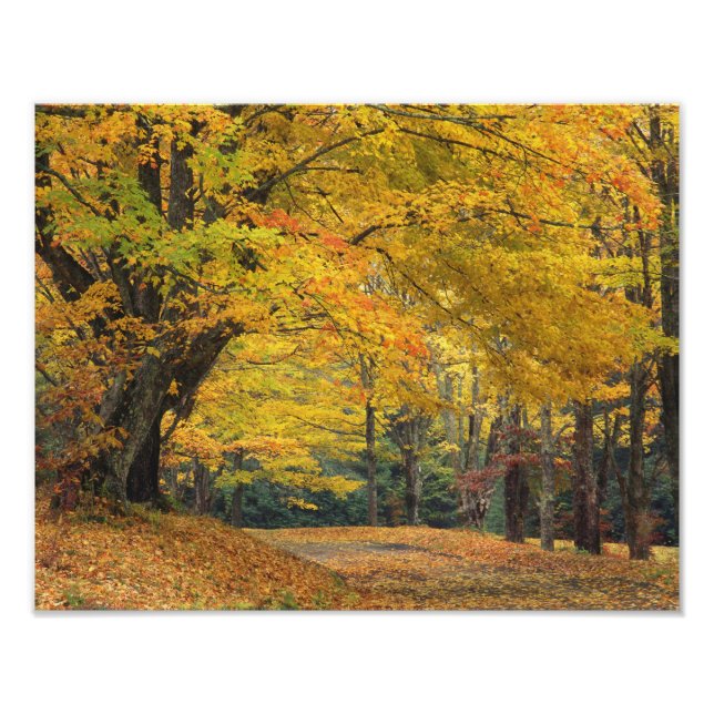 Autumn maple tree overhanging country lane, photo print (Front)