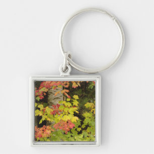 Autumn maple trees and birch tree, White Key Ring
