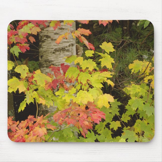 Autumn maple trees and birch tree, White Mouse Pad (Front)
