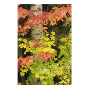 Autumn maple trees and birch tree, White Photo Print