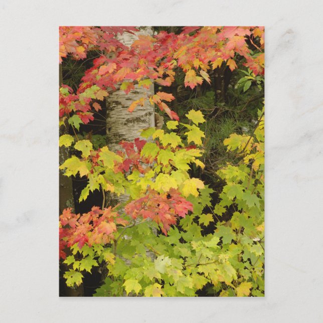 Autumn maple trees and birch tree, White Postcard (Front)
