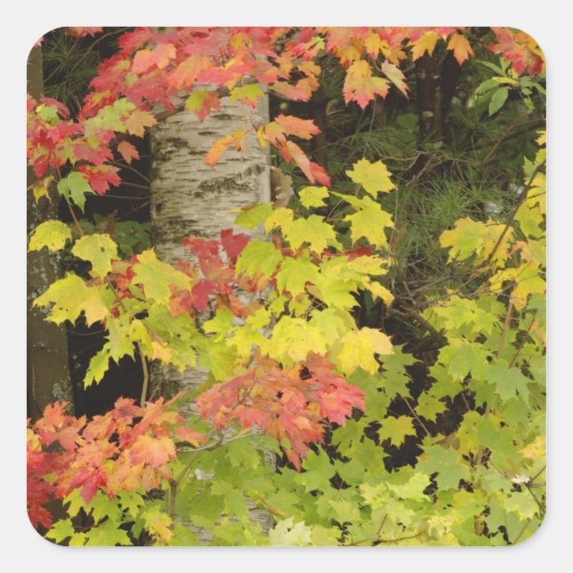 Autumn maple trees and birch tree, White Square Sticker (Front)