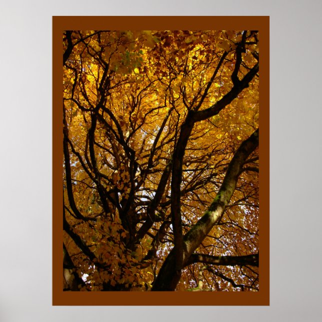Autumn Maple Trees Print Landscape Poster (Front)