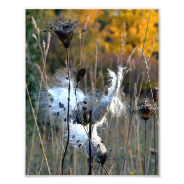 Autumn Milkweed Photo Print (Front)