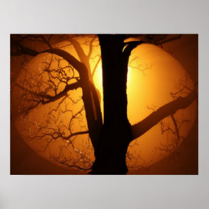 Autumn Moon Shining Through the Tree Print