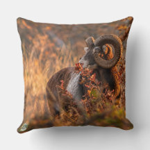 Autumn Mouflon in Golden Light