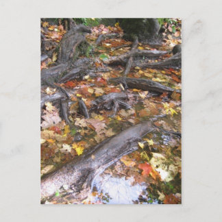 autumn mush postcard