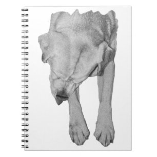 Autumn Notes of Devotion Notebook