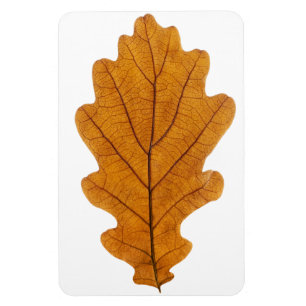 Autumn oak leaf magnet