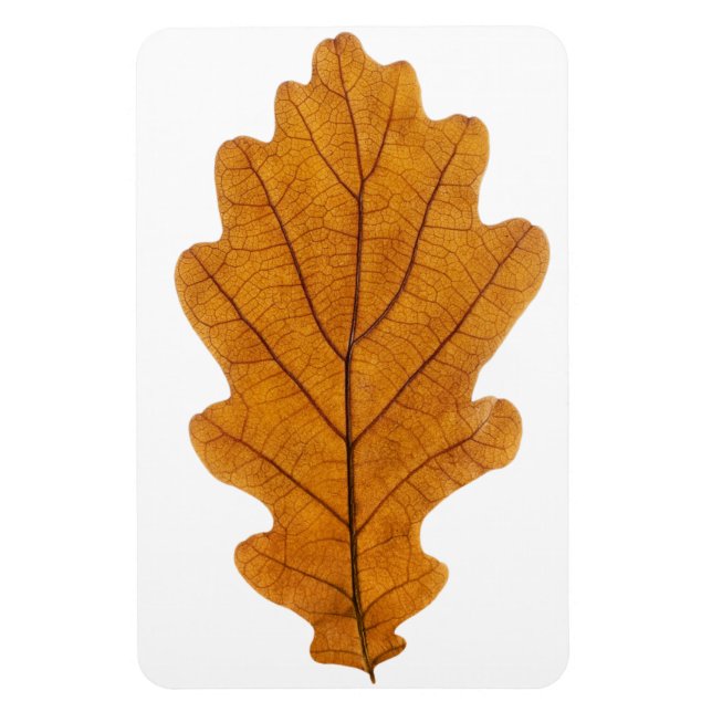 Autumn oak leaf magnet (Vertical)