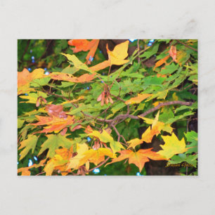 Autumn Oak Leaves Thanksgiving Postcard