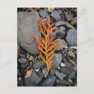 Autumn on the Rocks Postcard
