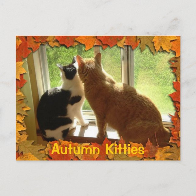 Autumn Orange Tabby Cats Postcard (Front)
