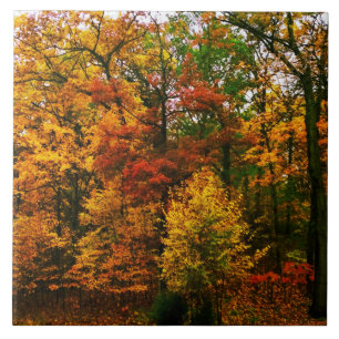 Autumn Orange Trees Ceramic Tile