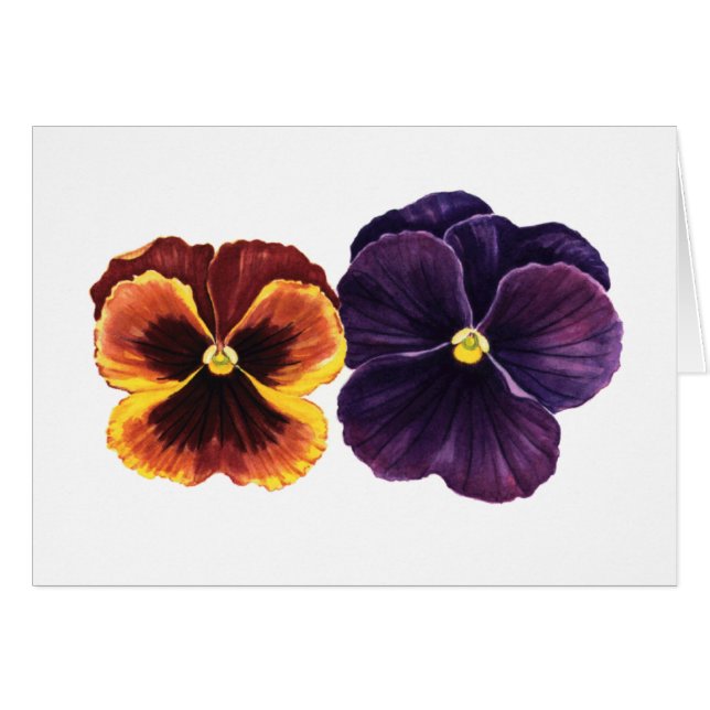 Autumn pansies (Front Horizontal)