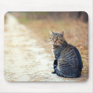 Autumn Path Tabby Mouse Pad