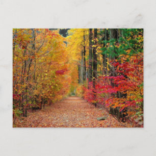 Autumn pathway,postcard postcard