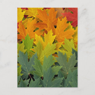 Autumn Pattern 2 Postcard