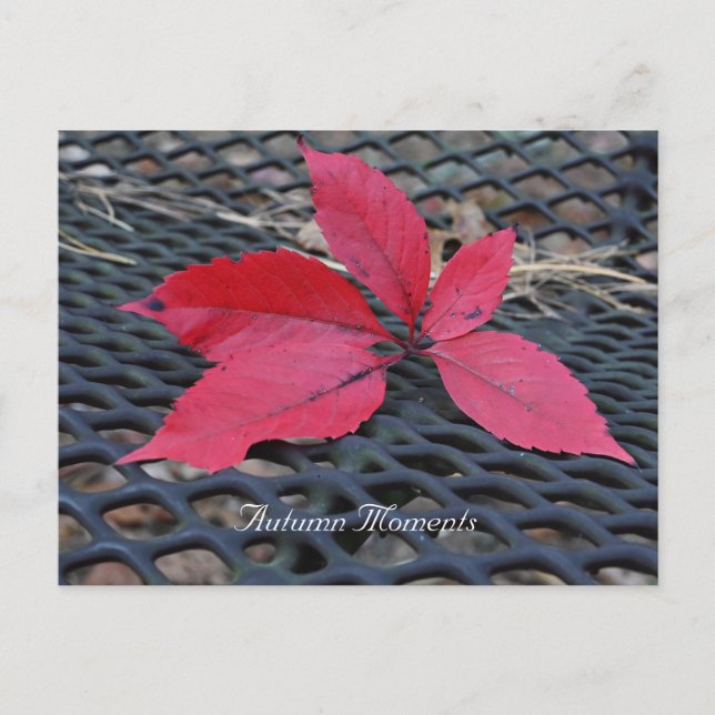 Autumn Photo Postcard (Front)