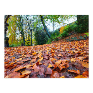Autumn  photo print