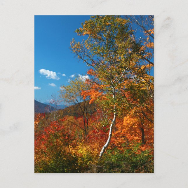 Autumn Pictures Postcard (Front)