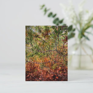 Autumn Pine Needles Postcard