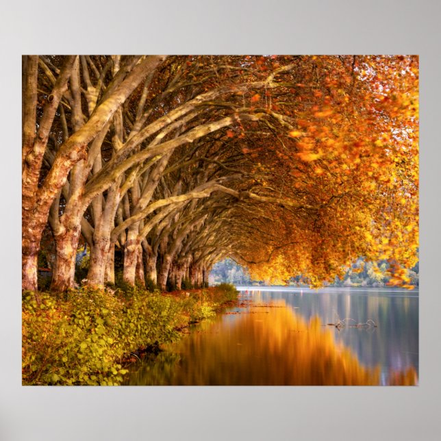 Autumn Plane Trees Over a Lake Poster (Front)