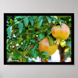 Autumn Pomegranates Poster