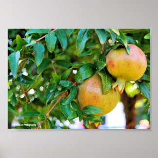 Autumn Pomegranates Poster